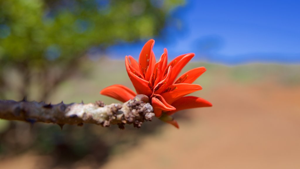 Rano Raraku som viser blomster