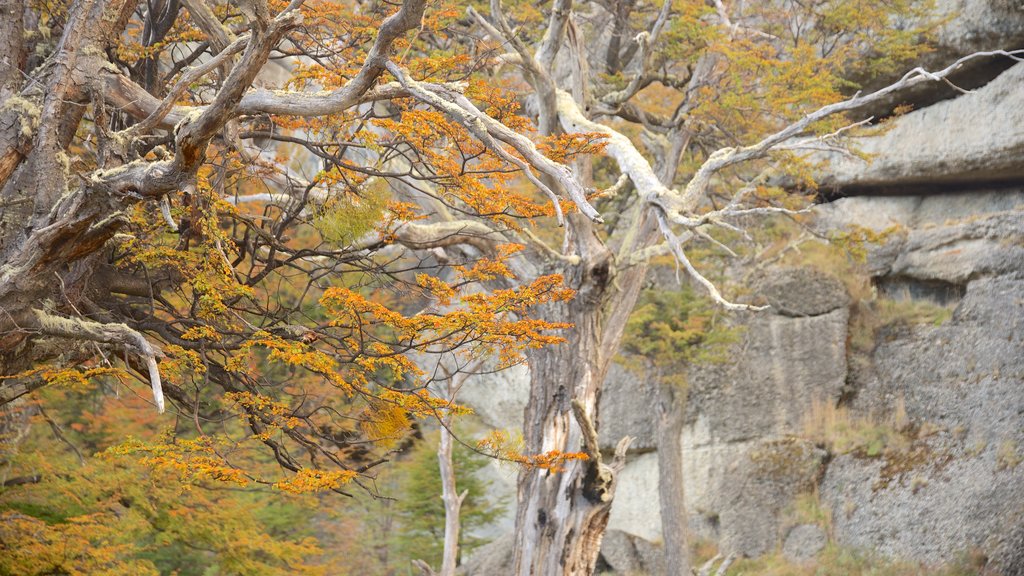 Cueva del Milodon which includes forests