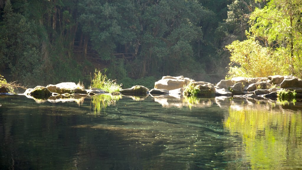 Ojos del Caburga mostrando floresta tropical e um lago ou charco