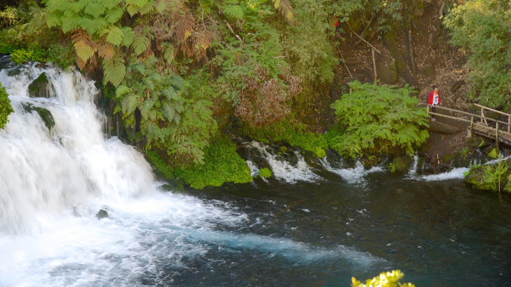 Ojos del Caburga mostrando un lago o abrevadero, selva y una catarata