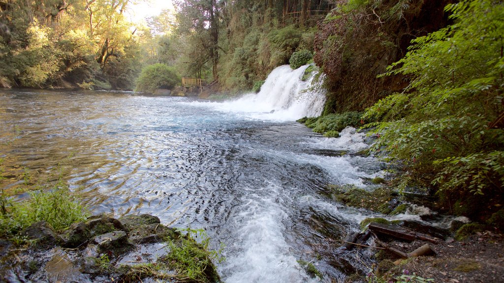 Ojos del Caburga qui includes lac ou étang, forêt vierge et cascade