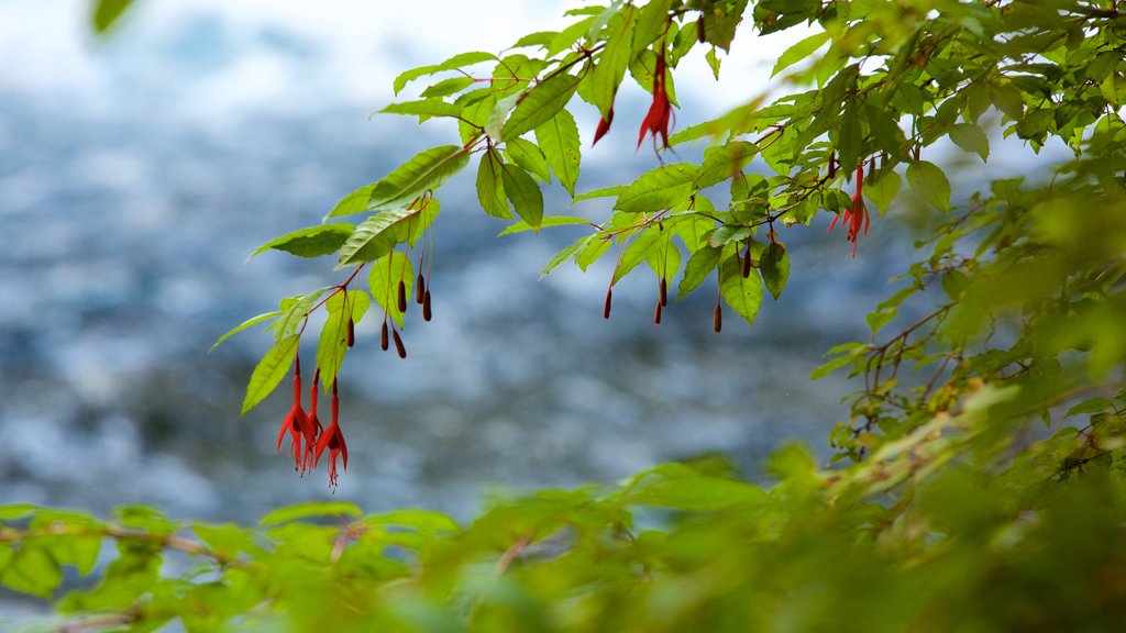 Ojos del Caburga which includes flowers