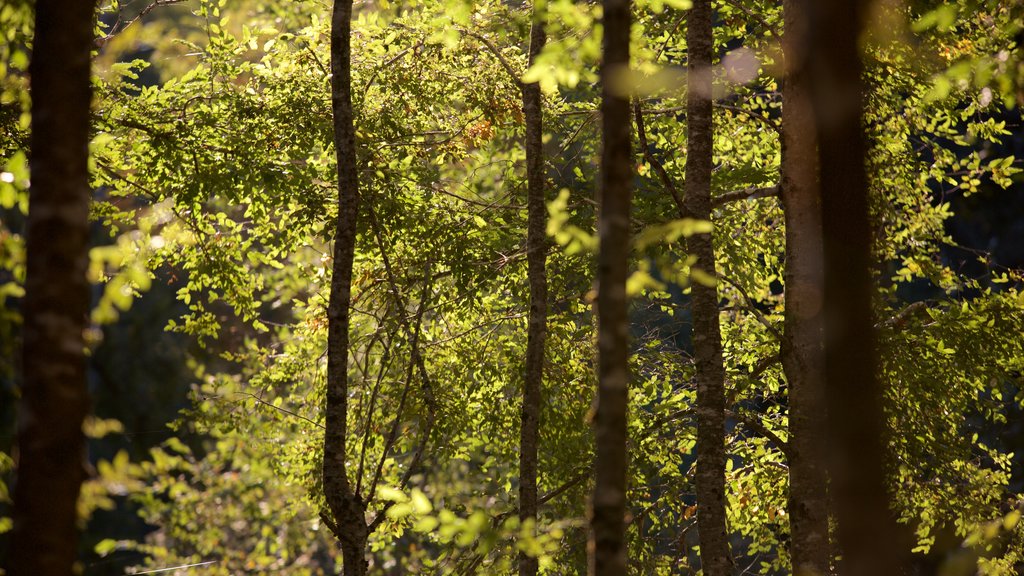 Ojos del Caburga og byder på regnskov