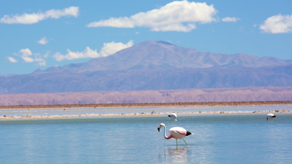 Chaxa Lagoon which includes a lake or waterhole, bird life and mountains