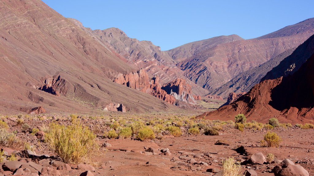 Vallée des Arco Iris mettant en vedette vues du désert et panoramas