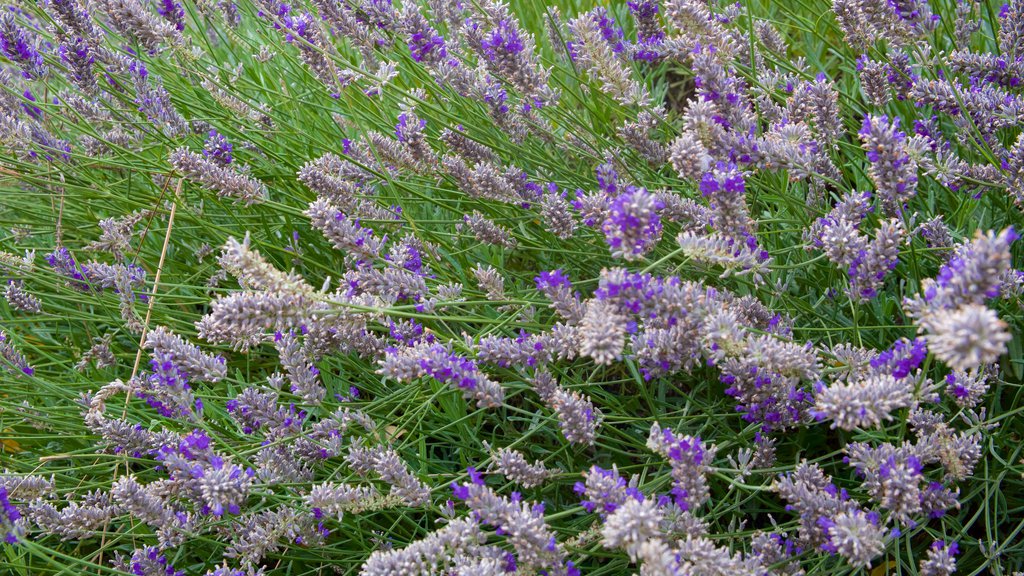 El Calafate som inkluderar blommor