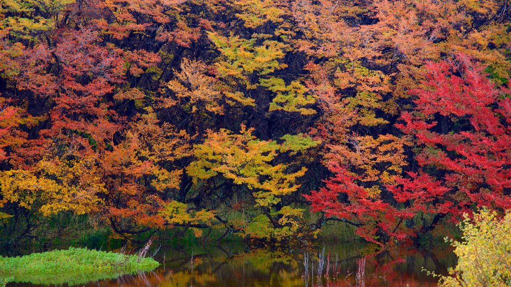 Região da Patagônia que inclui cores do outono, um lago e florestas