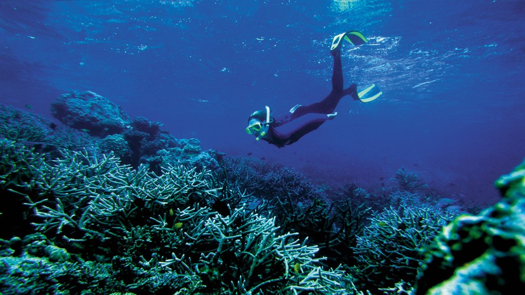 Islas Salomón que incluye snorkel y arrecifes coloridos y también una mujer