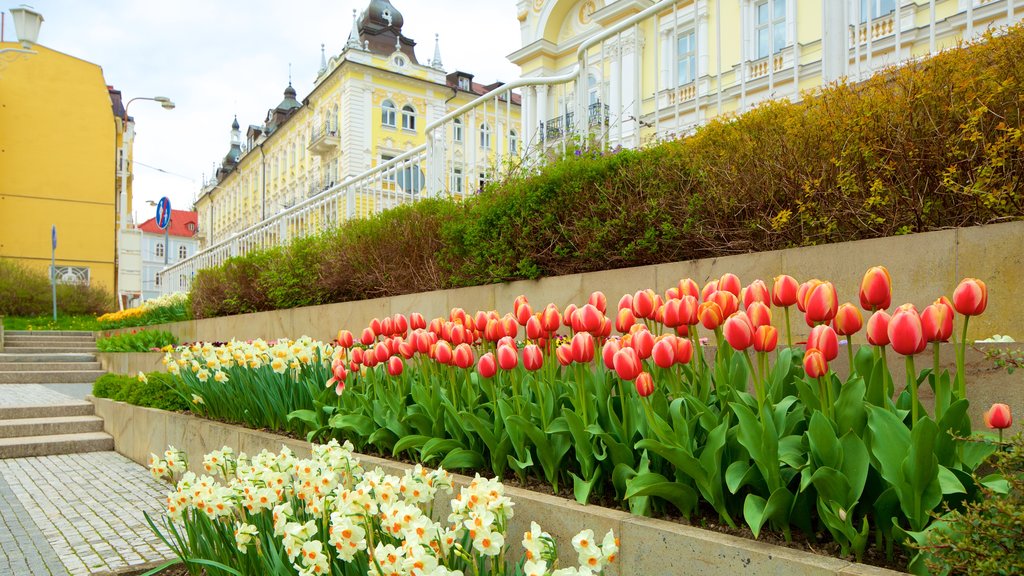 Marianske Lazne presenterar blommor