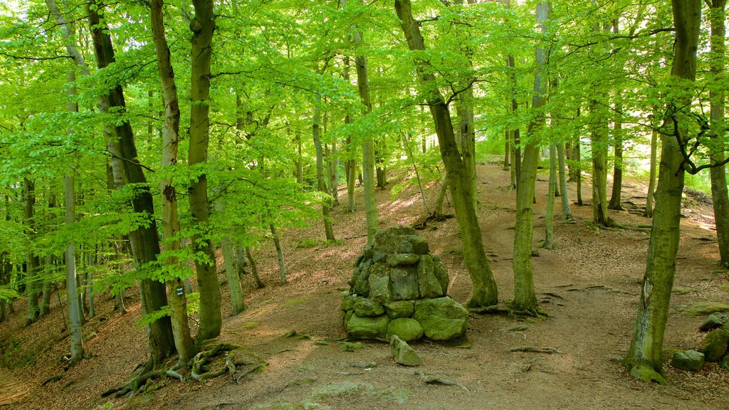 Atalaya Diana ofreciendo imágenes de bosques