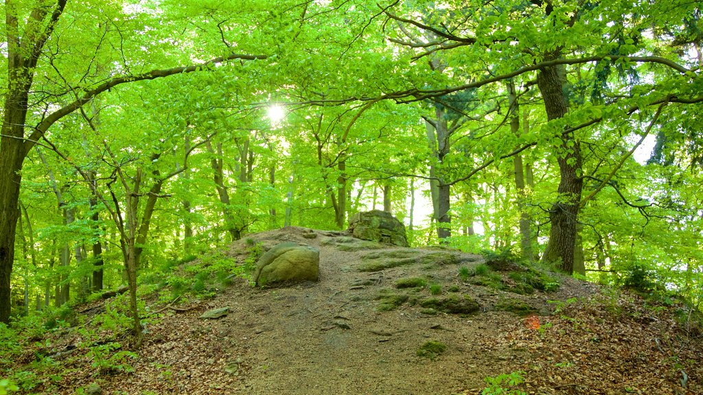 Diana Lookout Tower showing forests