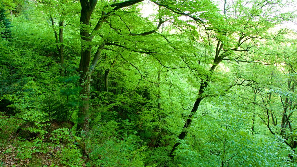 Diana Lookout Tower featuring forest scenes