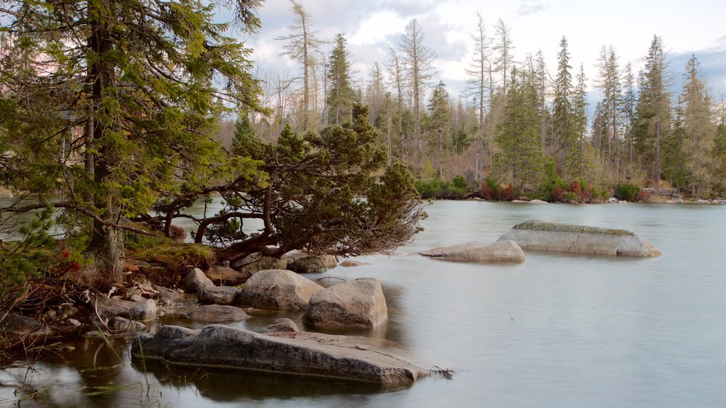 Strbske Pleso showing a lake or waterhole and forest scenes