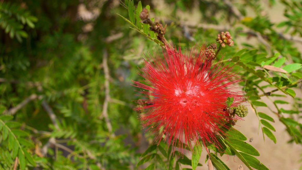 Chini ka Rauza som viser blomster