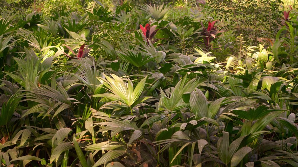 Chini ka Rauza showing flowers and wild flowers