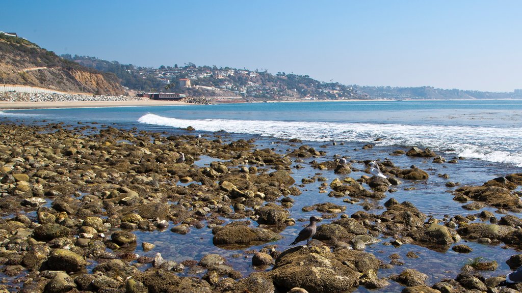 Malibú ofreciendo una playa de guijarros