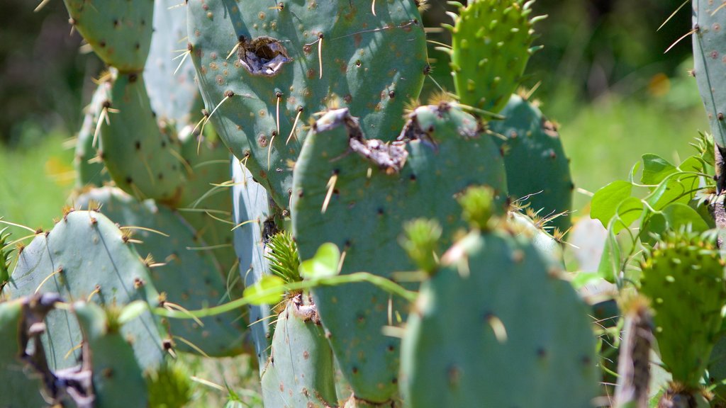 Área norte del centro de Austin que incluye flores y un jardín