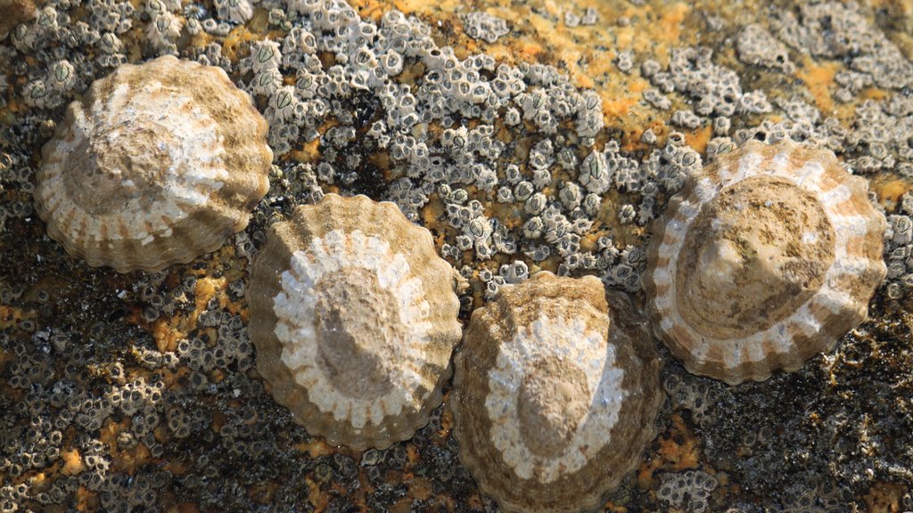 Flinders Island og byder på livet i havet, klippekystlinje og udsigt over kystområde