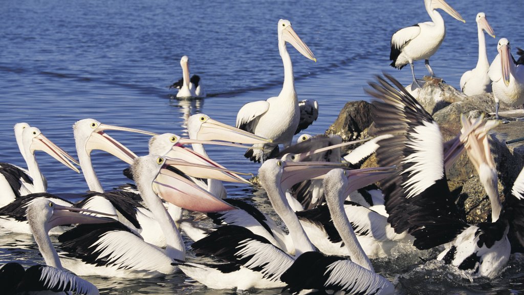 Forster toont algemene kustgezichten en vogels