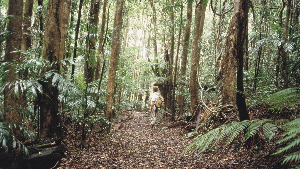 Lismore which includes rainforest