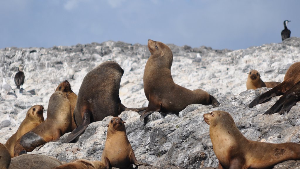 Port Sorell que incluye animales peligrosos