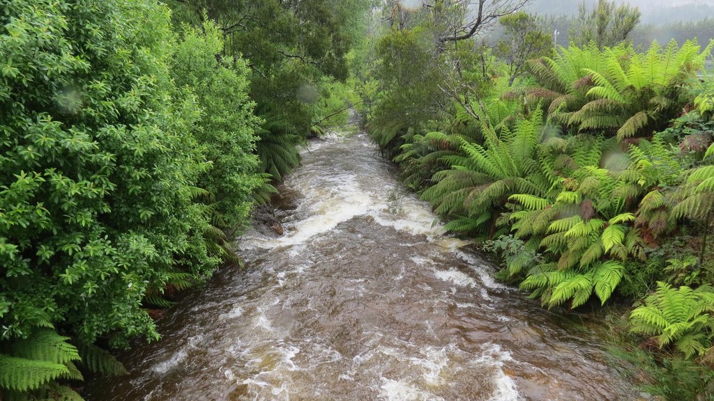 Strahan which includes forest scenes and a river or creek