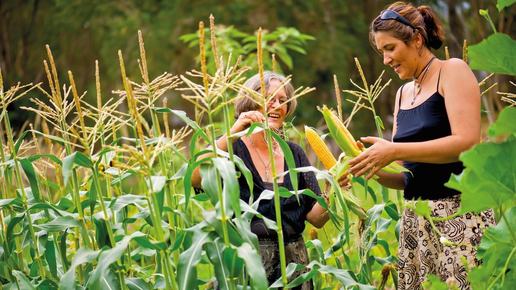 Lismore qui includes terre agricole aussi bien que un petit groupe de personnes