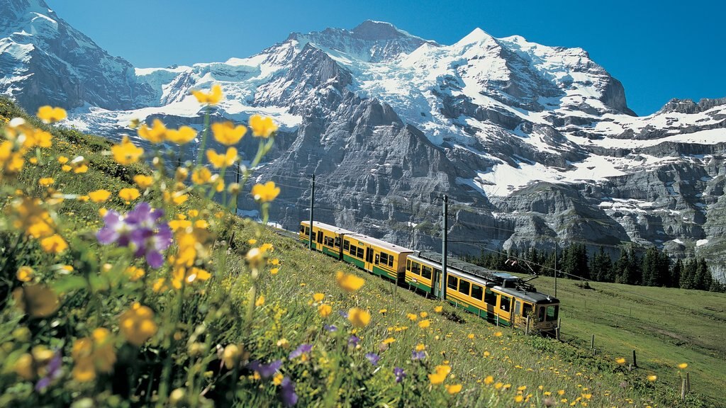 Jungfraujoch featuring mountains, wild flowers and railway items