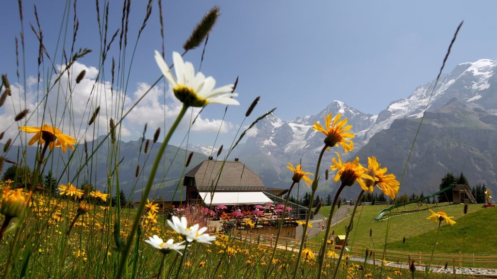 Mürren som inkluderer villblomster