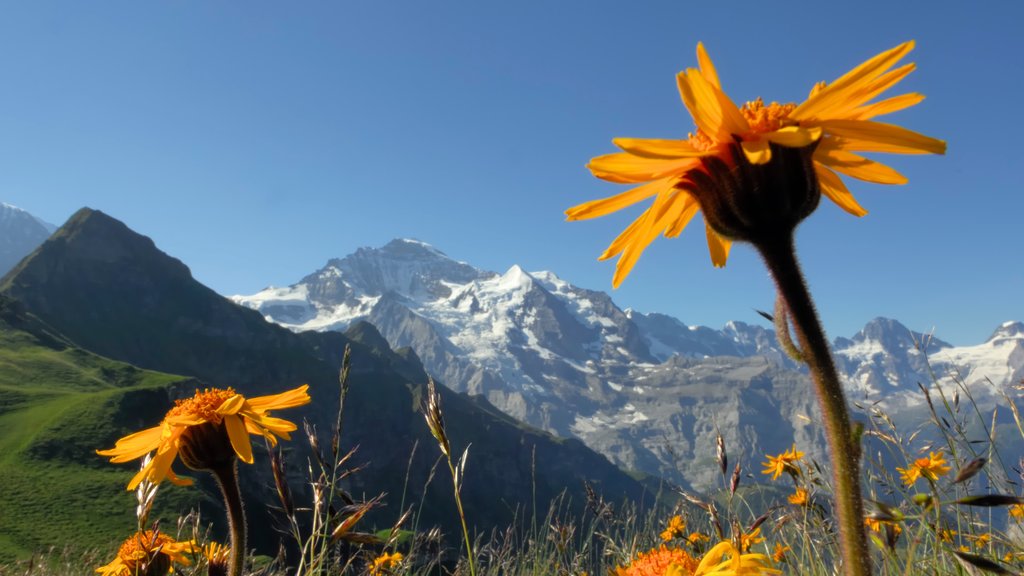 Lauterbrunnen showing mountains, tranquil scenes and wild flowers