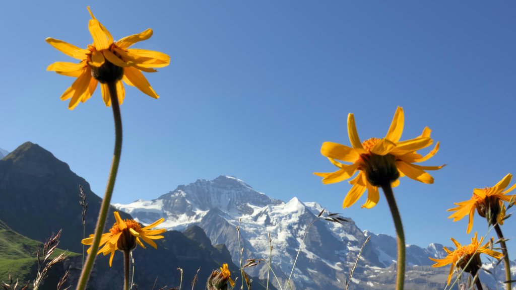 Lauterbrunnen which includes wild flowers and mountains