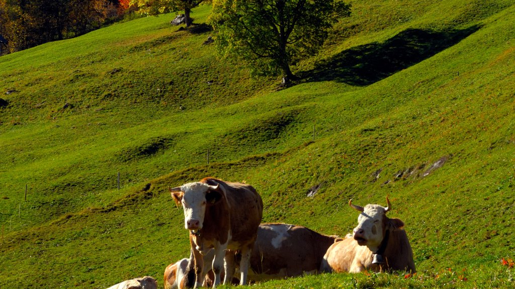 Bernese Alps showing animals and tranquil scenes