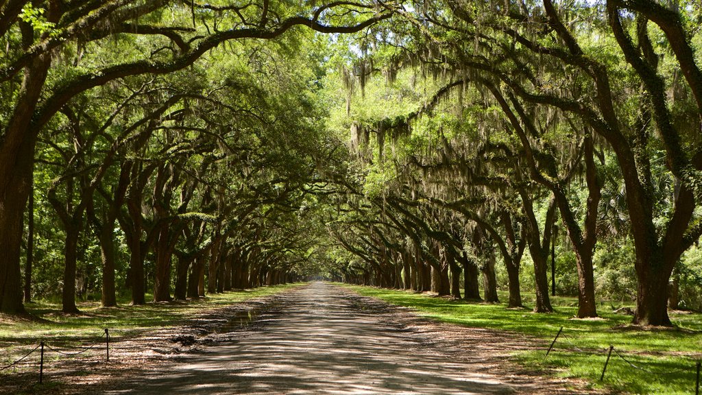 Wormsloe Historic Site showing a park