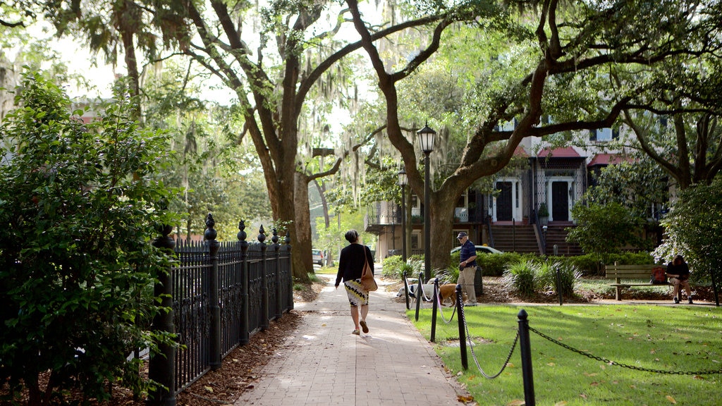 Monterey Square showing a garden