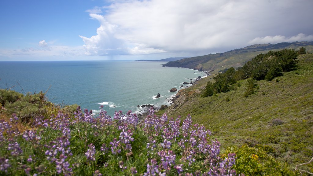 Marin County som omfatter udsigt over kystområde, vilde blomster og fredfyldte omgivelser