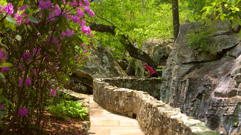 Lookout Mountain showing a garden