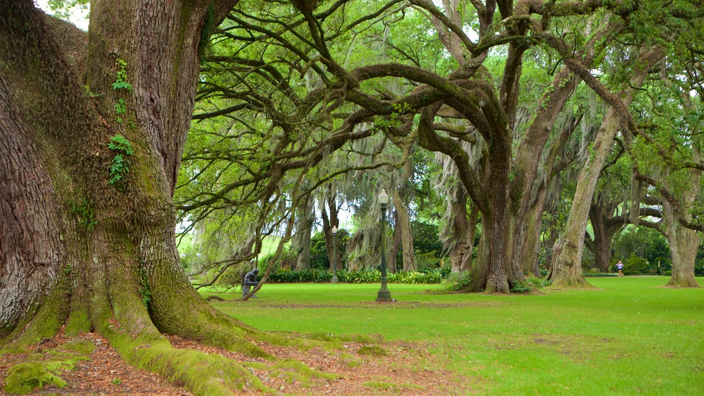 Gonzales featuring a park