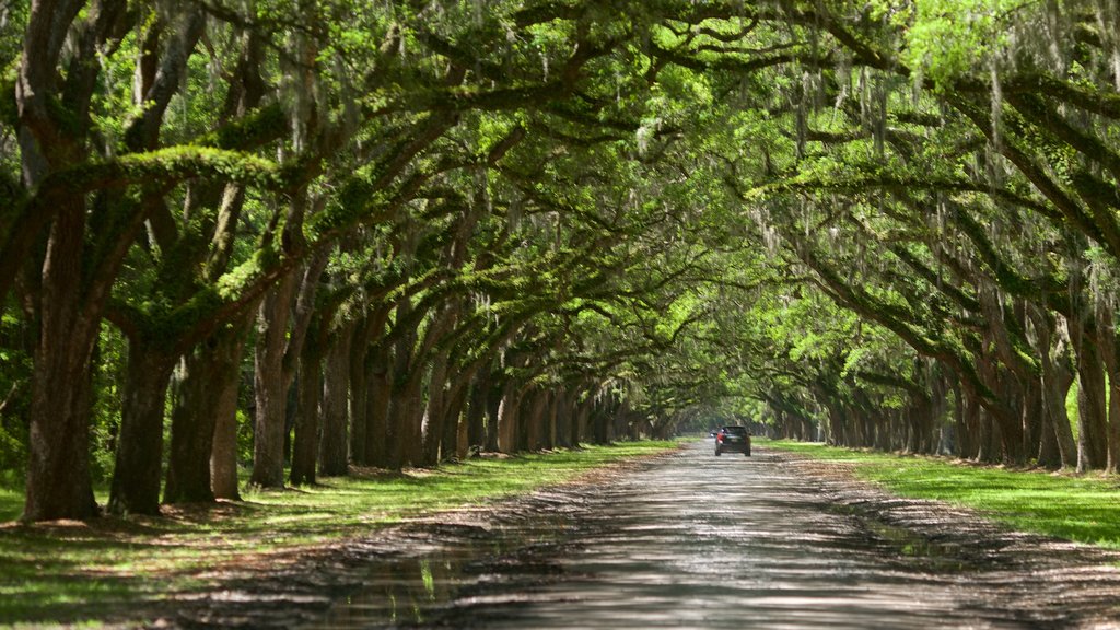 Wormsloe historiske område