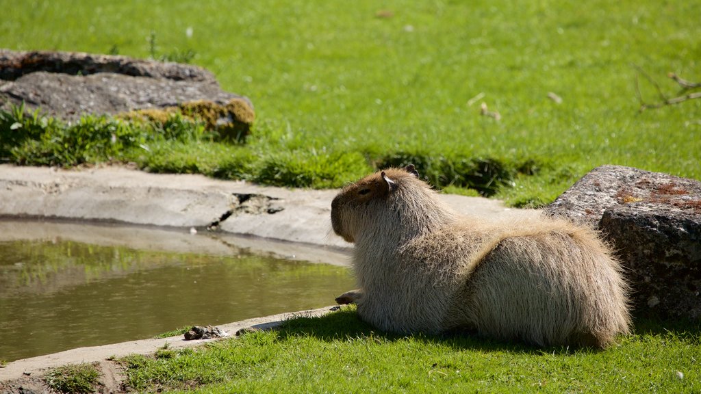 Marwell Wildlife joka esittää söpöt tai ystävälliset eläimet