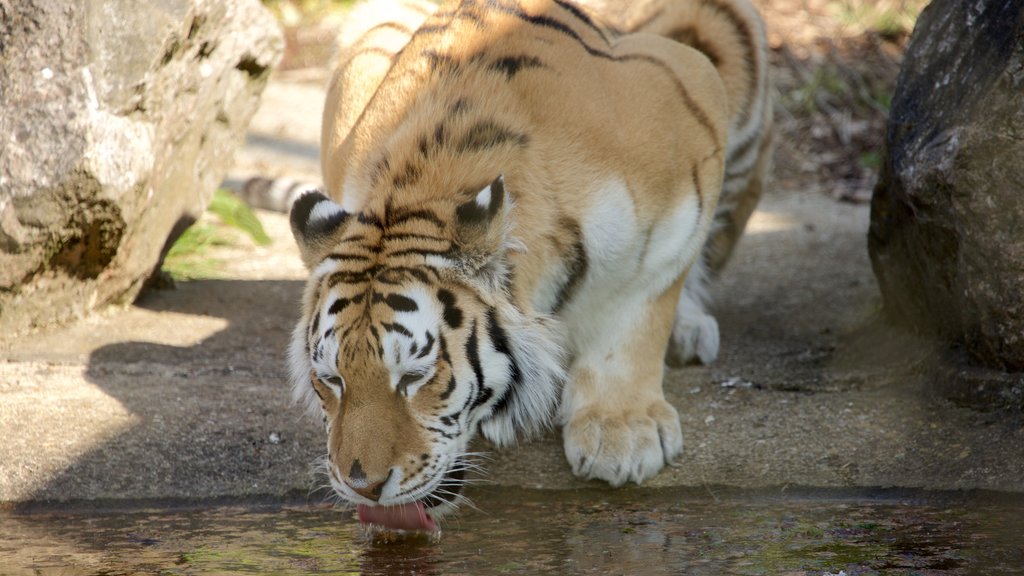 Marwell Zoo featuring dangerous animals and land animals