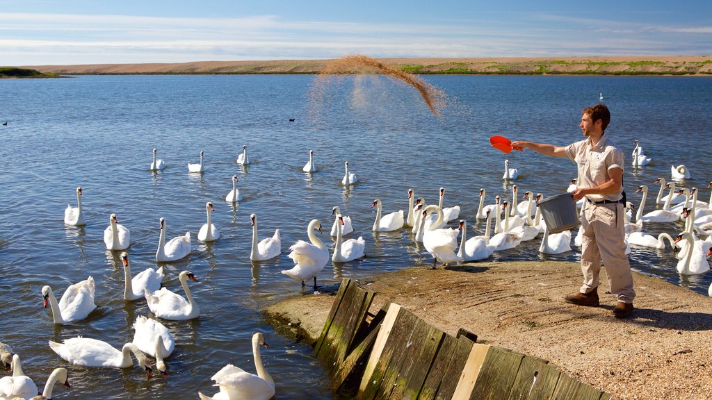 Weymouth que incluye aves y un lago o espejo de agua y también un hombre