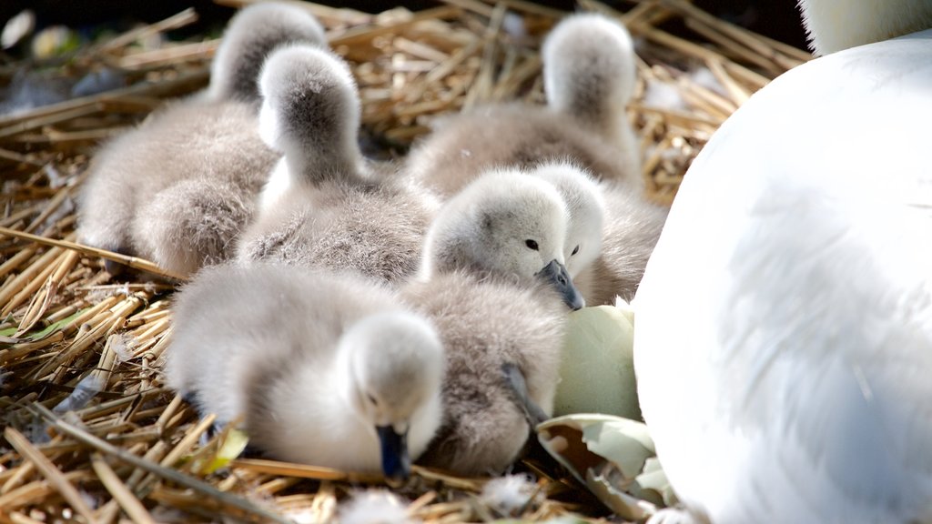 Weymouth mettant en vedette faune aviaire