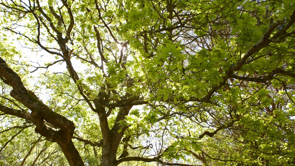 Isla de Brownsea