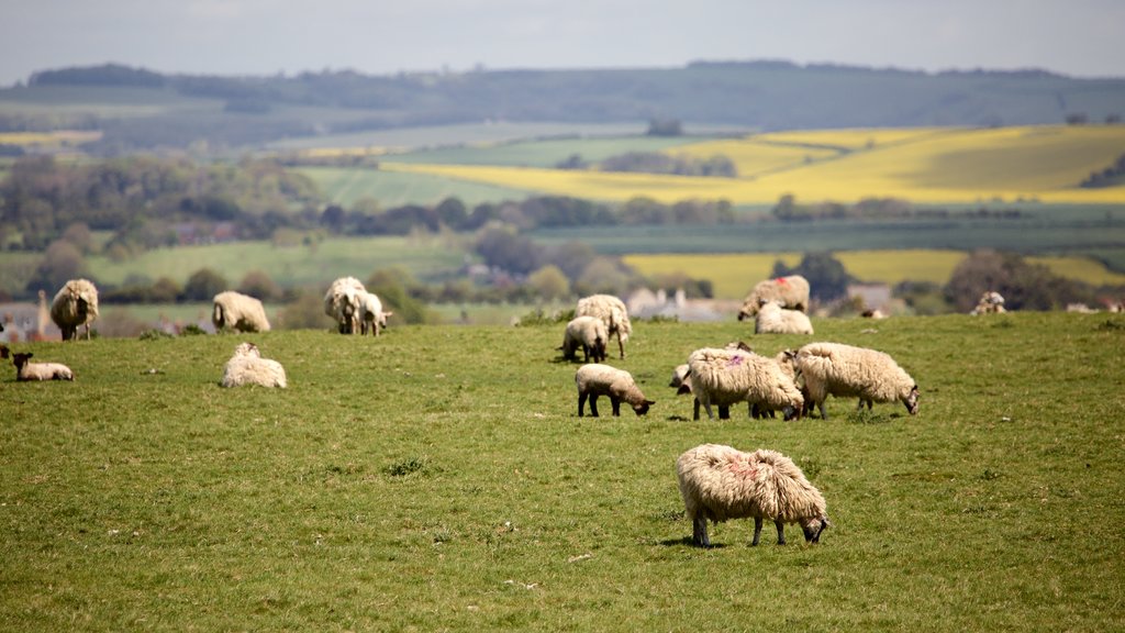 Maiden Castle showing animals and tranquil scenes