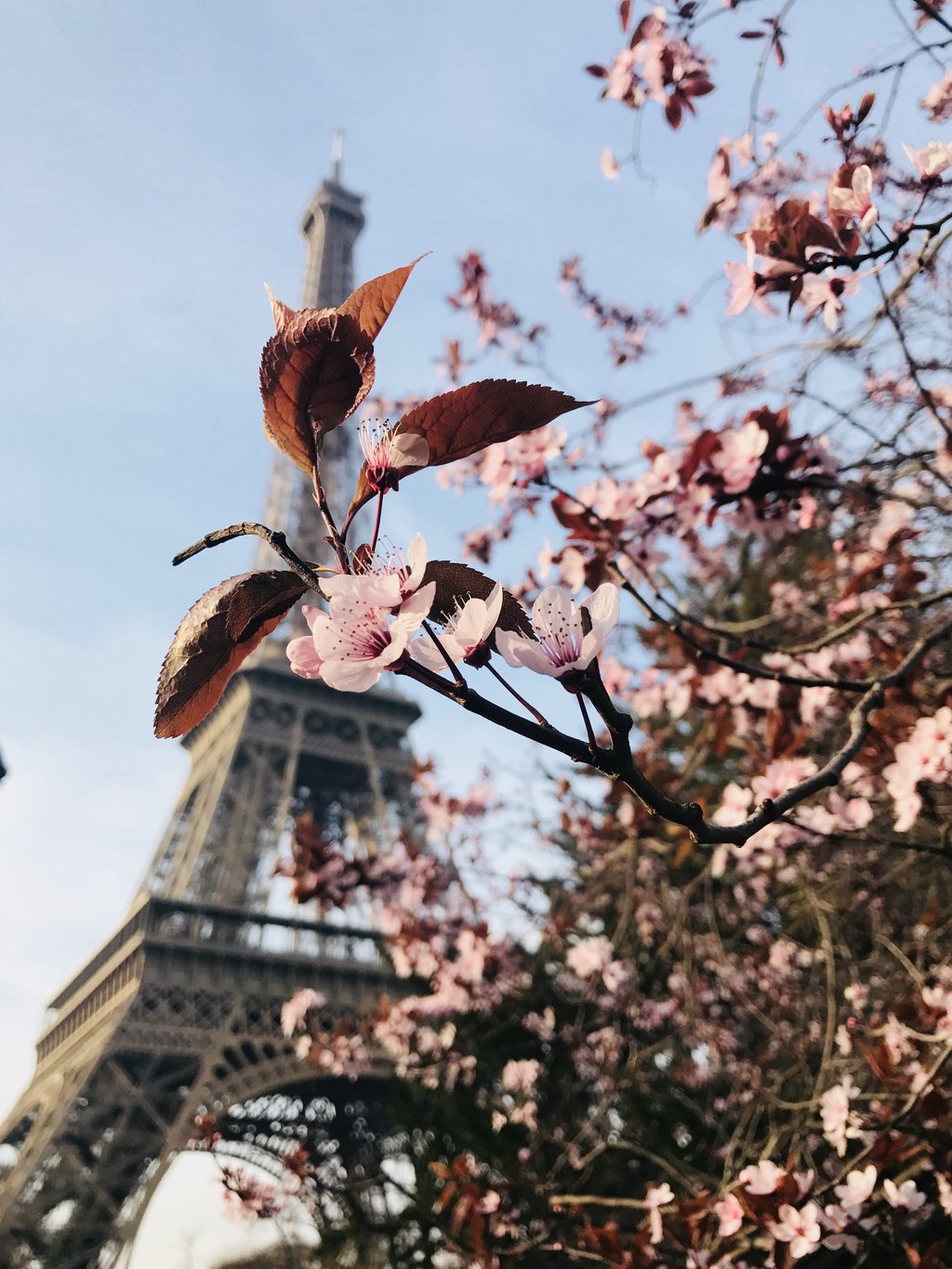 picnic in paris