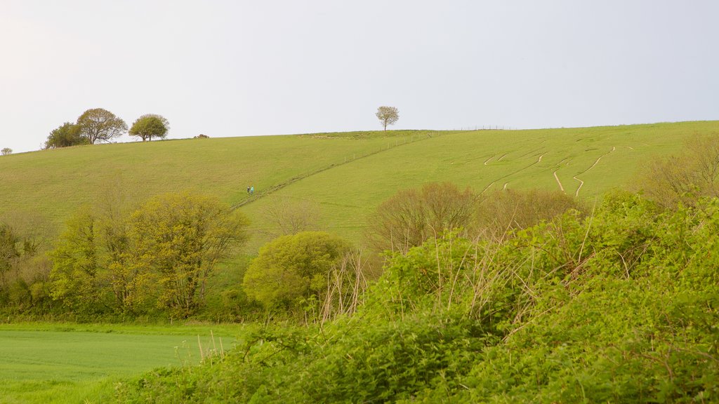 Cerne Abbas Giant showing tranquil scenes