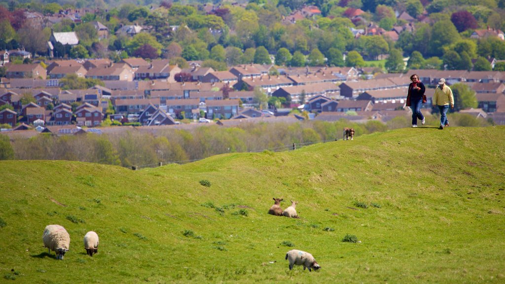 Maiden Castle mostrando animales tiernos, una pequeña ciudad o pueblo y escenas tranquilas