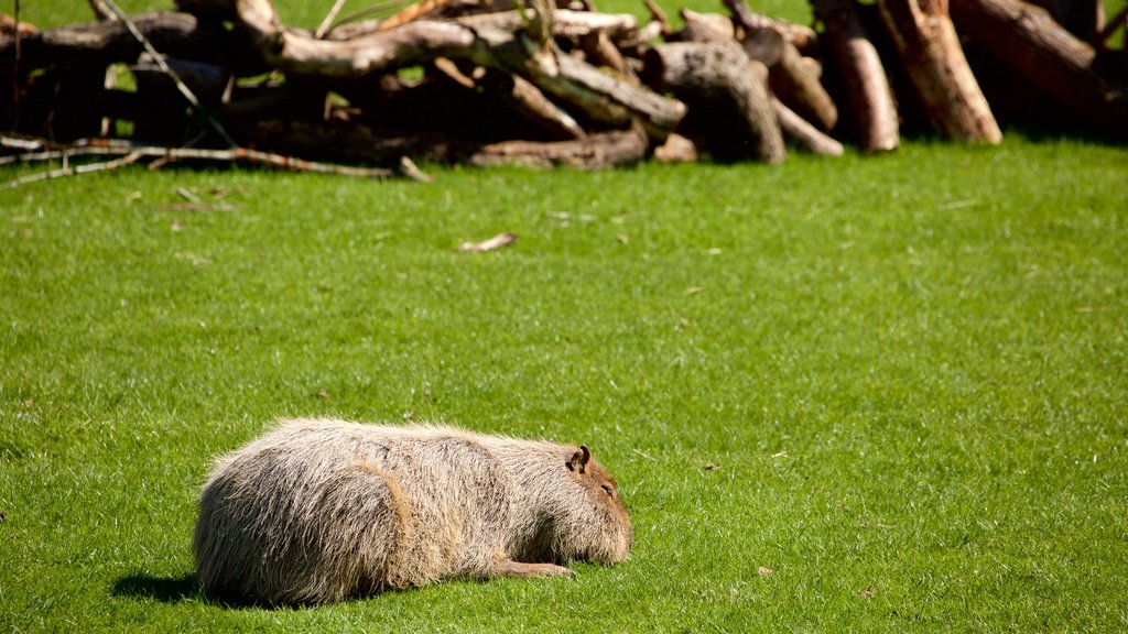 Marwell Wildlife ofreciendo animales domésticos