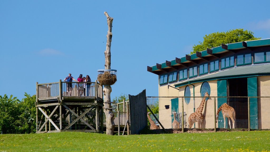 Marwell Wildlife mostrando animales del zoológico y también un pequeño grupo de personas