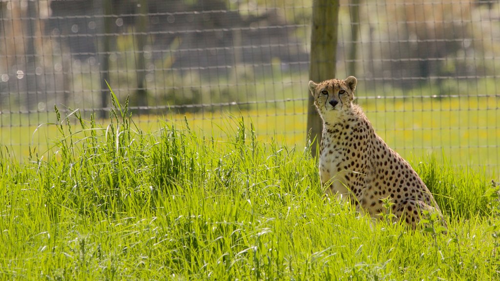 Marwell Wildlife mostrando animales de zoológico y animales peligrosos